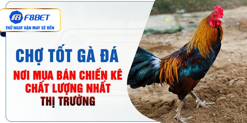 Chợ Tốt Gà Đá: Tụ Điểm Mua Bán Chiến Kê Chất Lượng Hàng Đầu