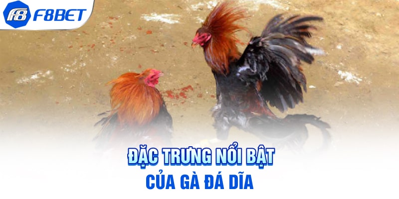Đặc trưng nổi bật của gà đá dĩa