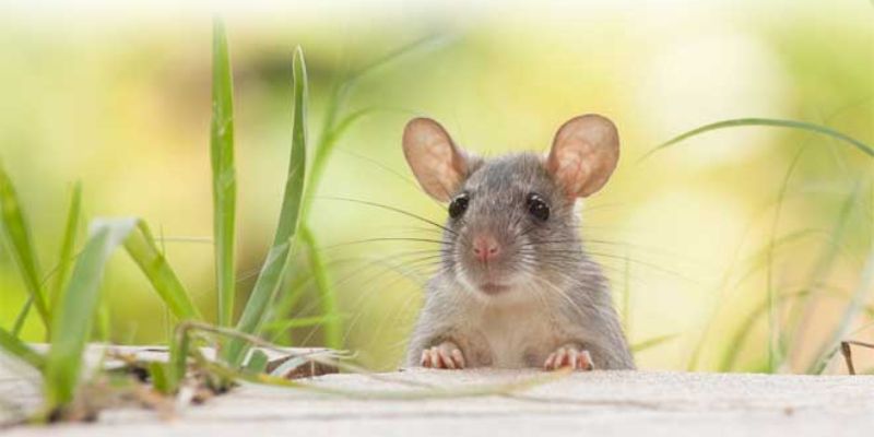 Ý nghĩa khi ngủ mộng thấy chuột